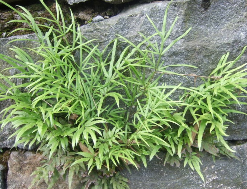 野生中草药凤尾草凤尾蕨鸡爪草深山采挖清热利湿新鲜现采