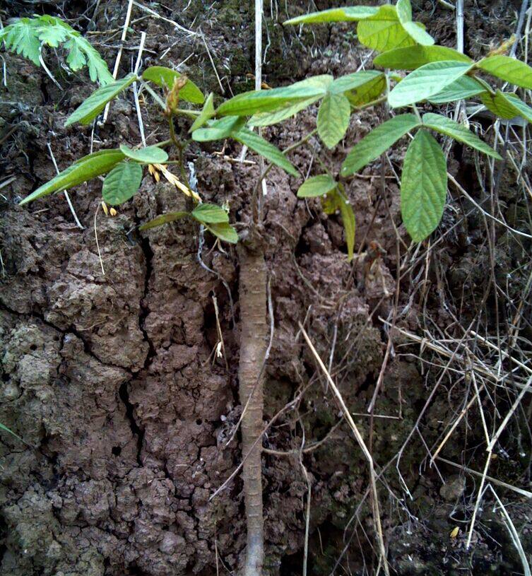 正品野生中药材千斤拔 蔓性千斤拔 一条根 钻地风 整根或者切片