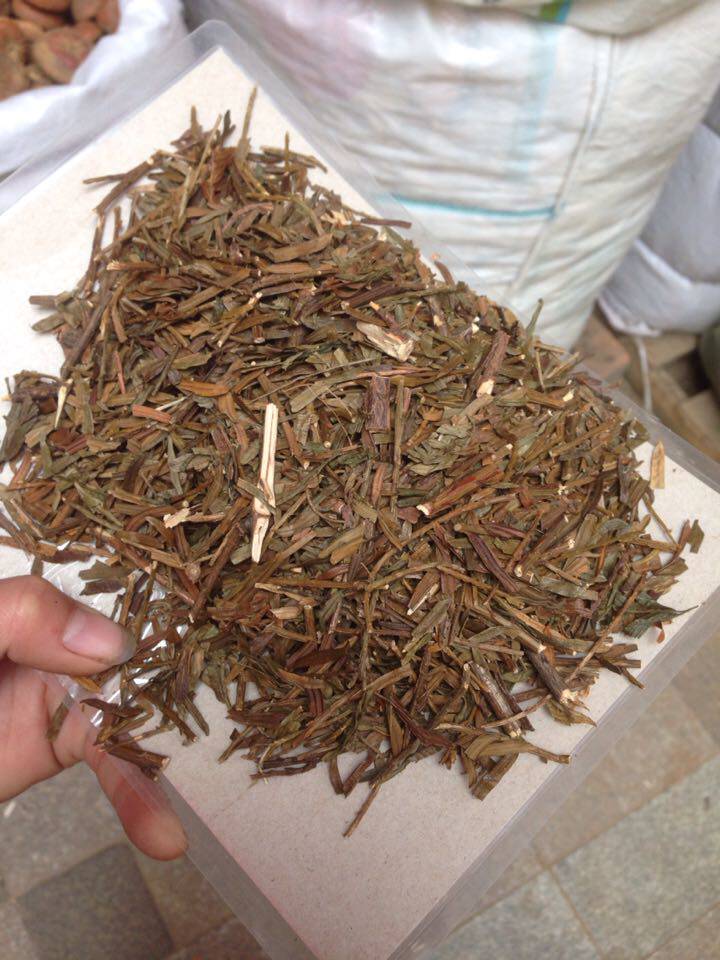 野生中药材三尖杉藏杉三尖松绿背三尖杉干品叶子另有三尖杉根