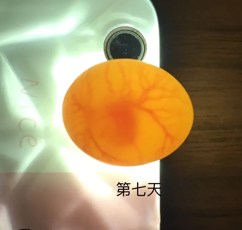 玄凤亲人蛋黄种蛋新鲜虎皮牡丹雏鸟鹦鹉手养鸟