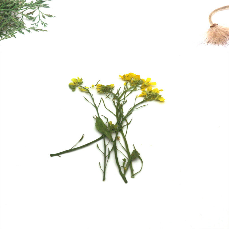 天然油菜花押花干花书签幼儿园diy手工拼画贴画干花