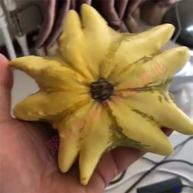海星特大巨型宝亚八宝号小大中疙瘩葫芦飞碟葫芦