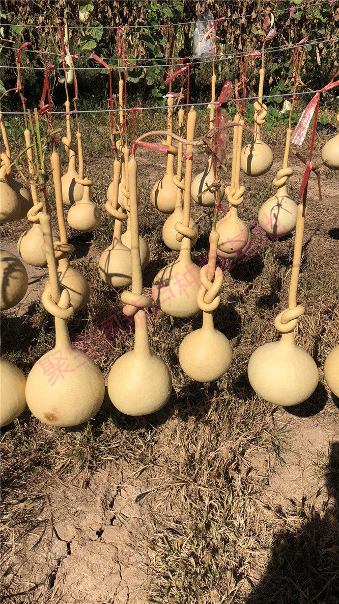 长柄油锤葫芦种子打结盘绾扣系扣勒天鹅如意葫芦