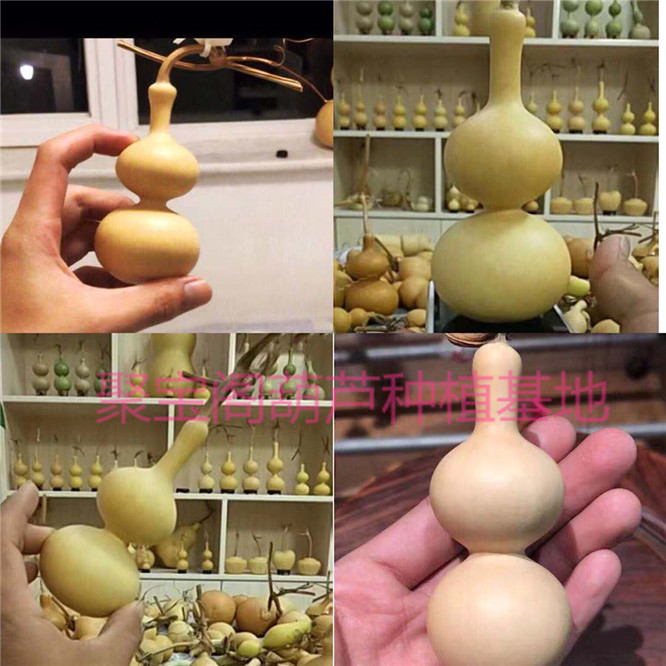八宝长翻稳坐天坛又叫扁肚葫芦种子特大莲花葫芦