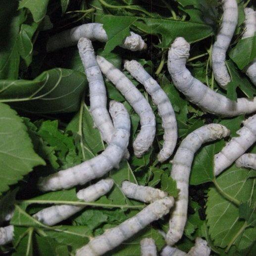 蚕宝宝活体春蚕活物幼蚕儿童学生科普套装小蚕1龄2龄送新鲜桑叶