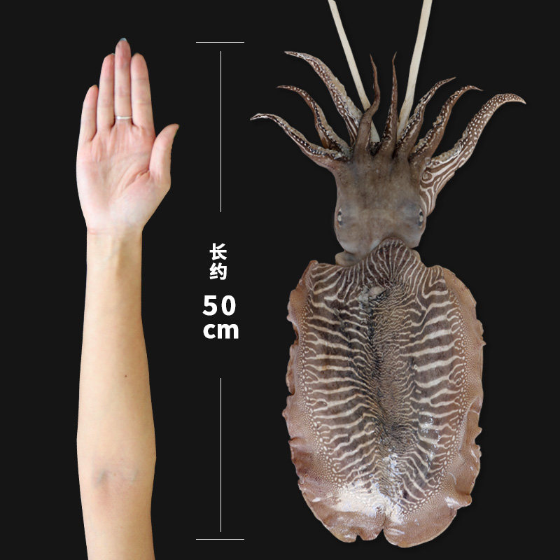 大墨鱼超大青岛海鲜水产鲜活八爪鱼乌贼6斤花枝目鱼新鲜墨鱼