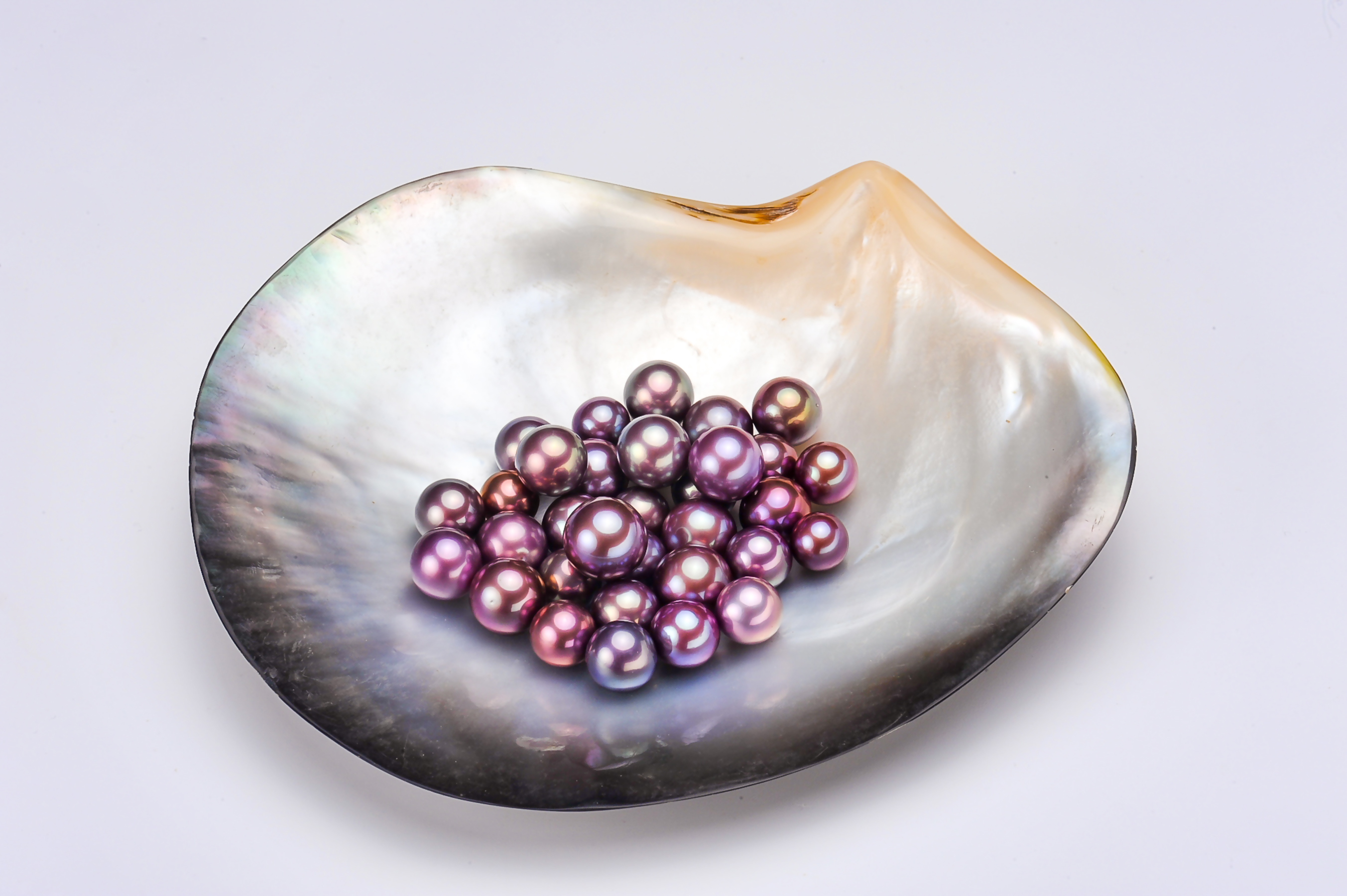 多彩珍珠蚌多拍多送