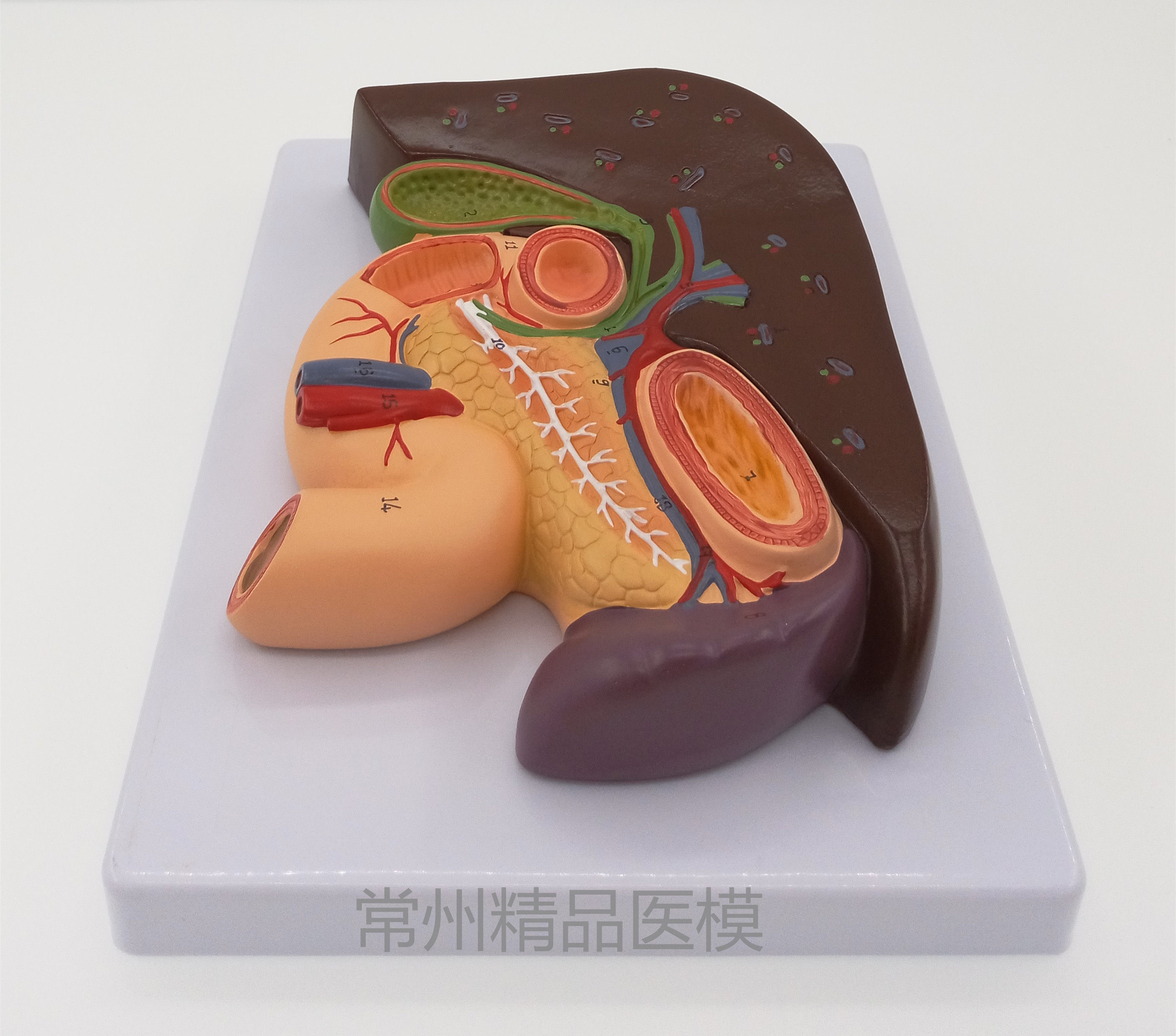 教学仿真胰脾肝胆十二指肠浮雕模型肝胰腺十二指肠胃解剖内脏标本