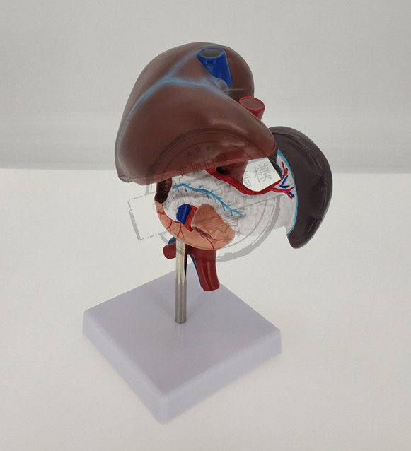 模型教学仿真胰脾肝胆十二指肠自然肝脏解剖内脏其他模型玩具