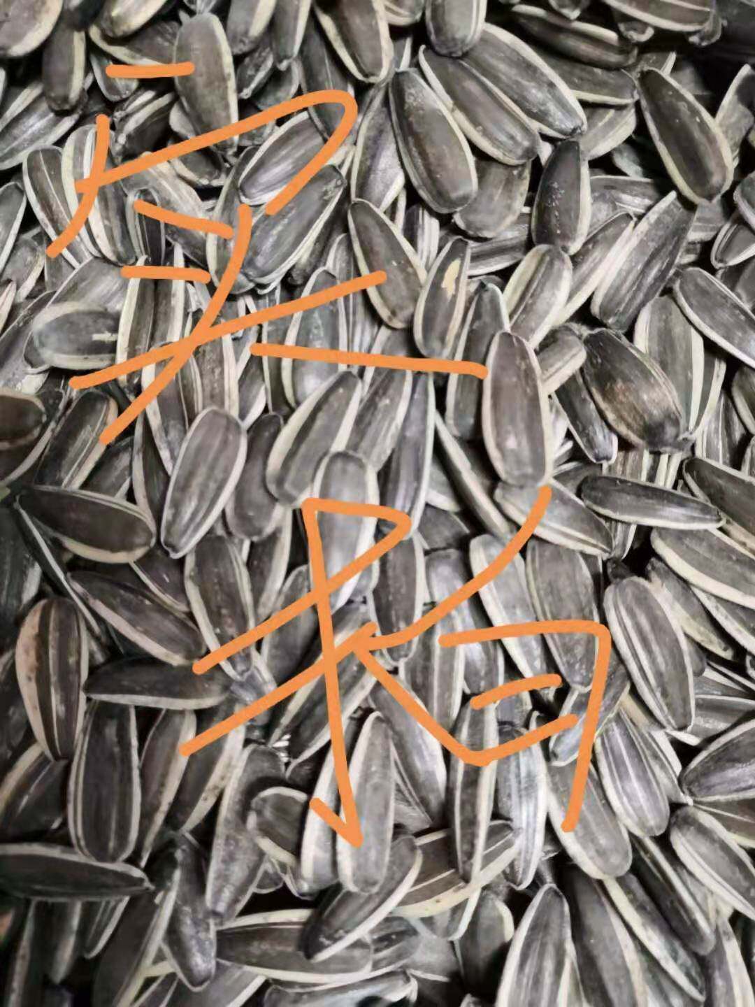 包邮新鲜向日葵瓜子饱满现货葵花籽画眉八哥鹦鹉瓜子