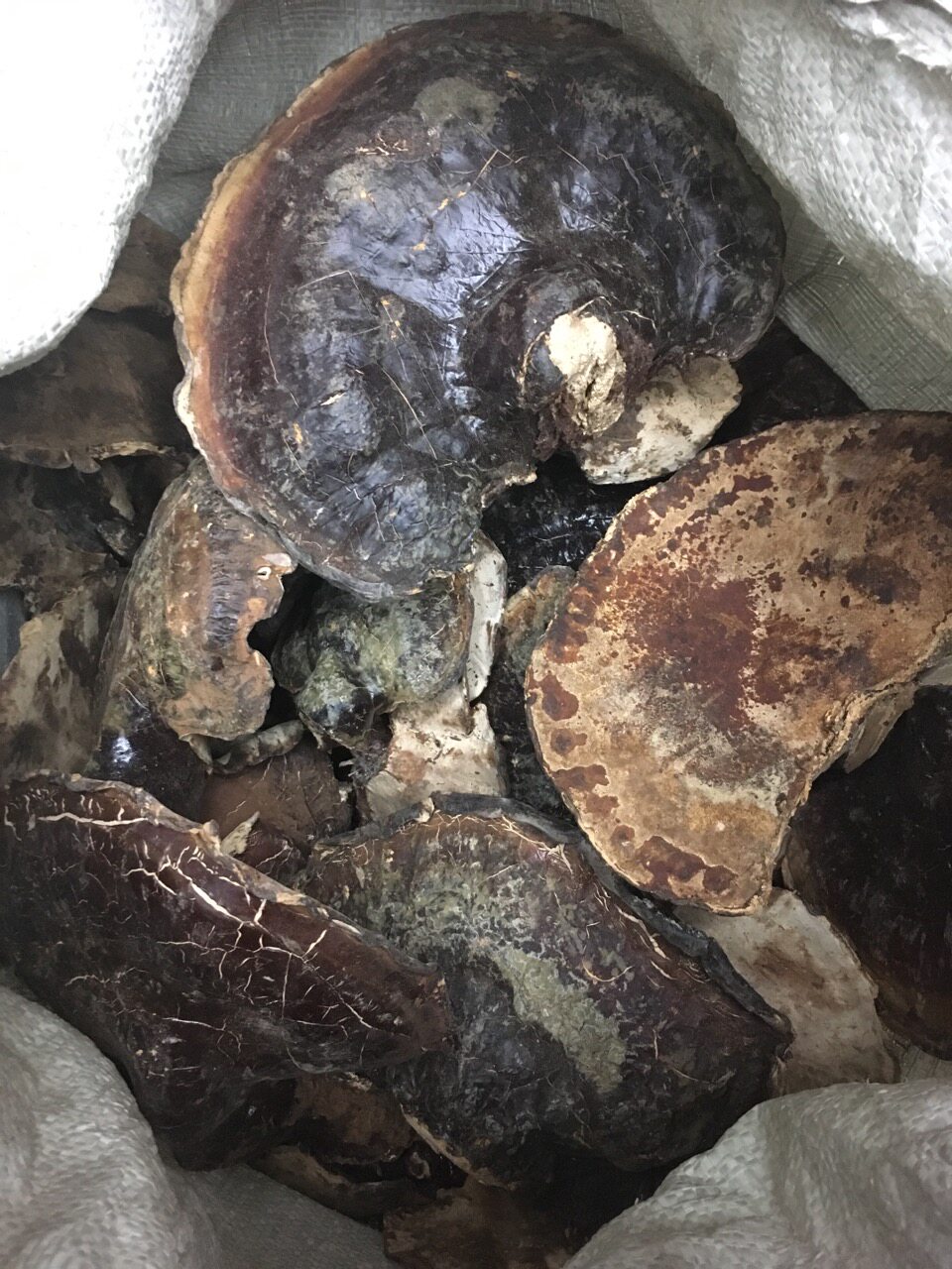 野生西藏松杉灵芝,藏白灵芝,藏灵芝,高原白灵芝