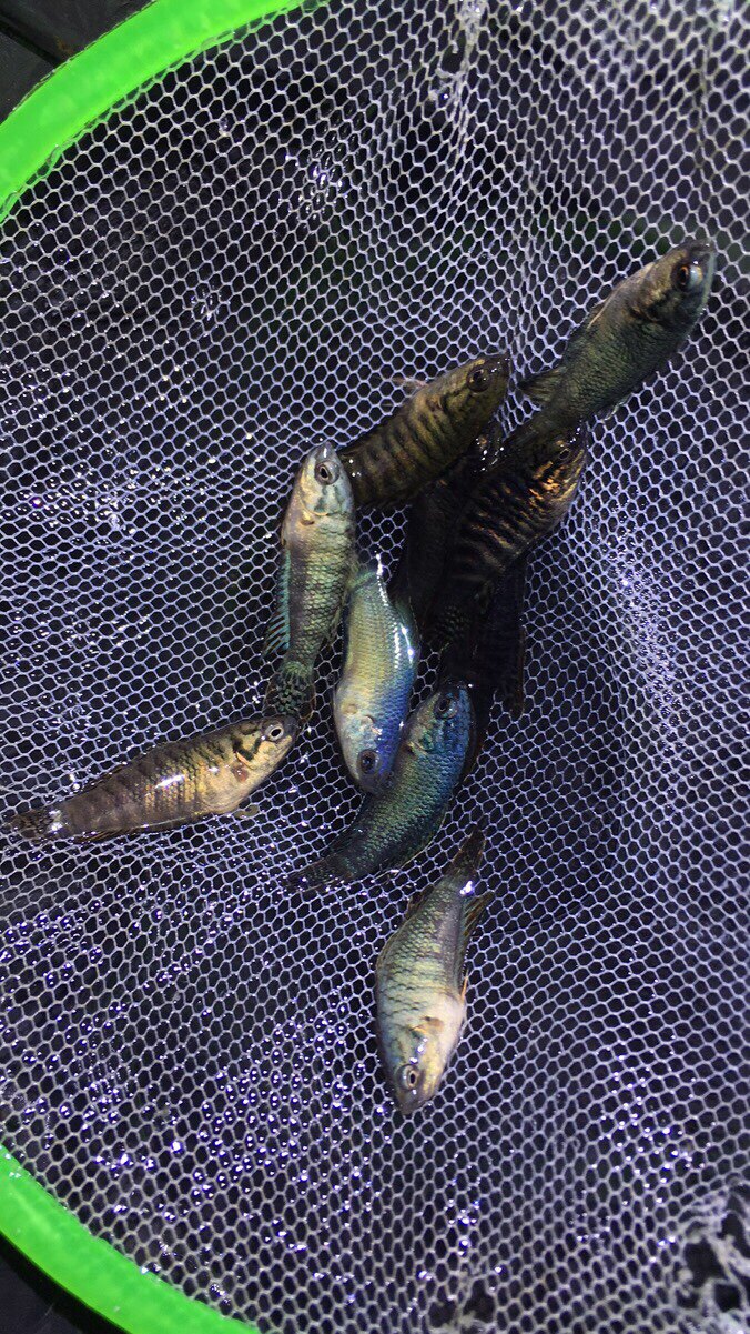 斗鱼特价鱼苗多个个品种表现现有蛇纹蛇血澳红鱼