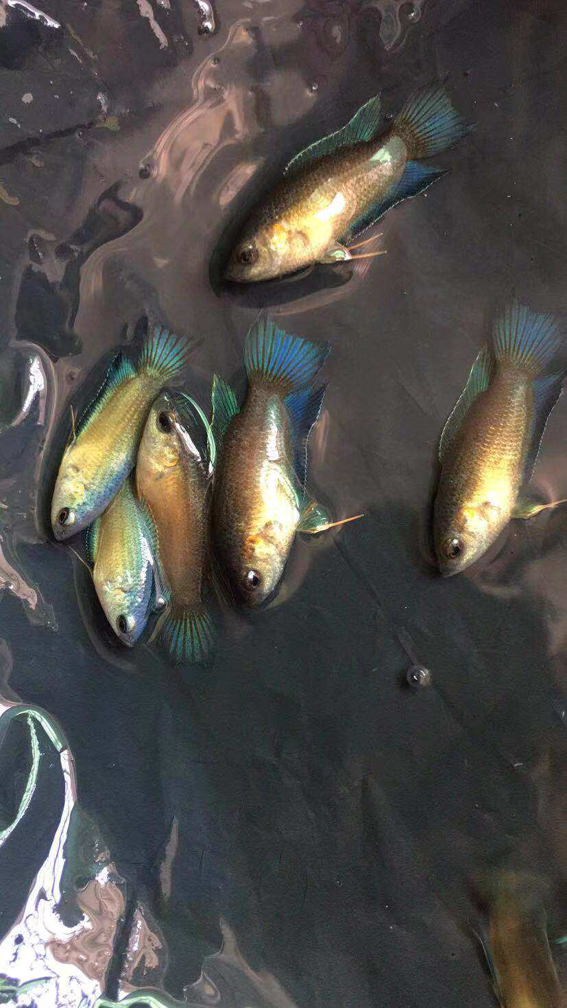 斗鱼澳火鱼苗澳蓝国斗活鱼白化澳红澳洲火焰鱼