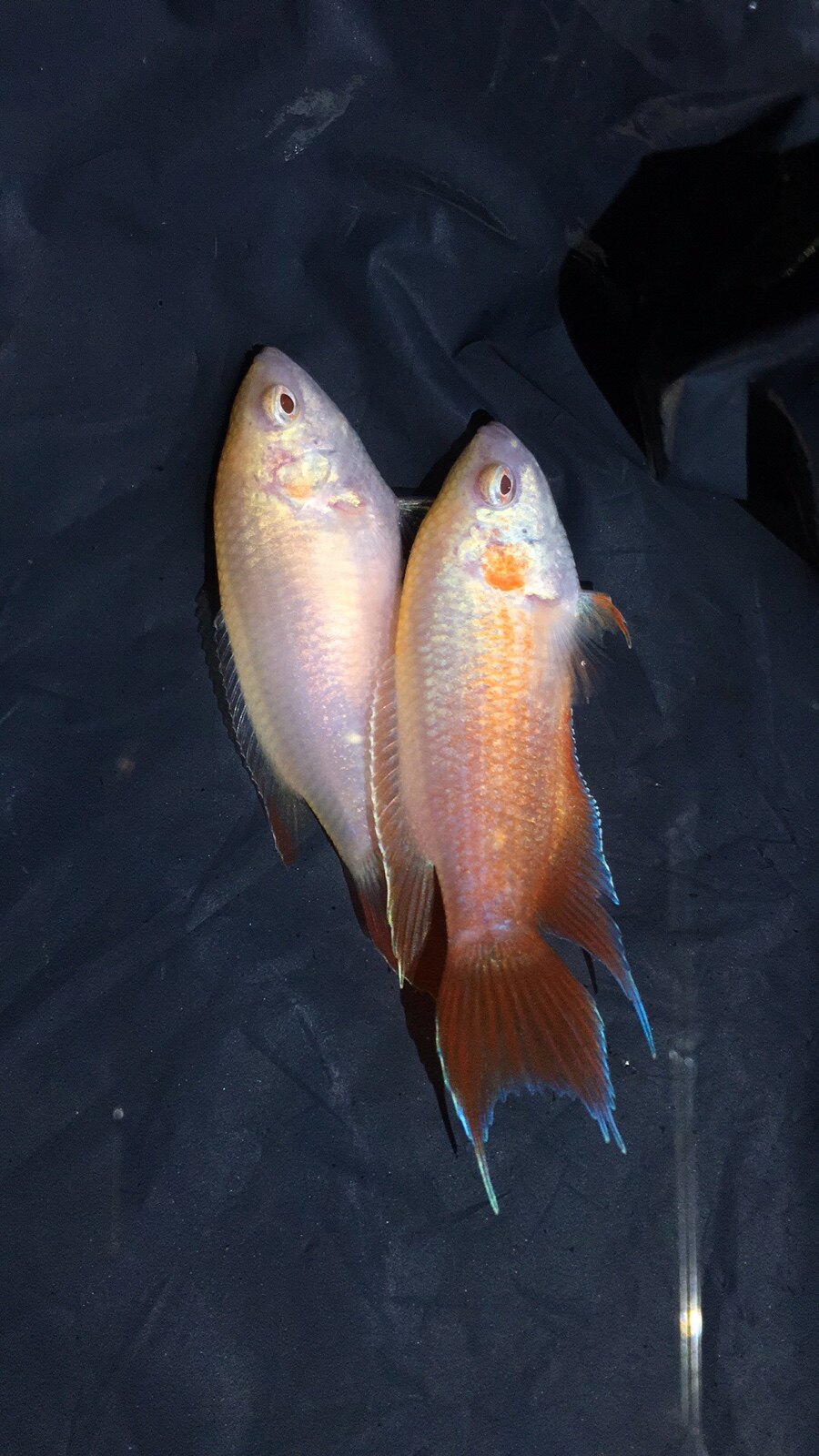 白化红火火焰斗鱼活体红白德国叉尾国斗活鱼鱼