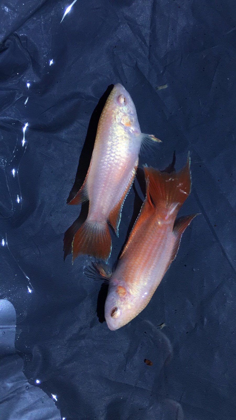 包邮 中国斗鱼白化红火焰活体白化红白化德国红火焰叉尾斗鱼国斗鱼