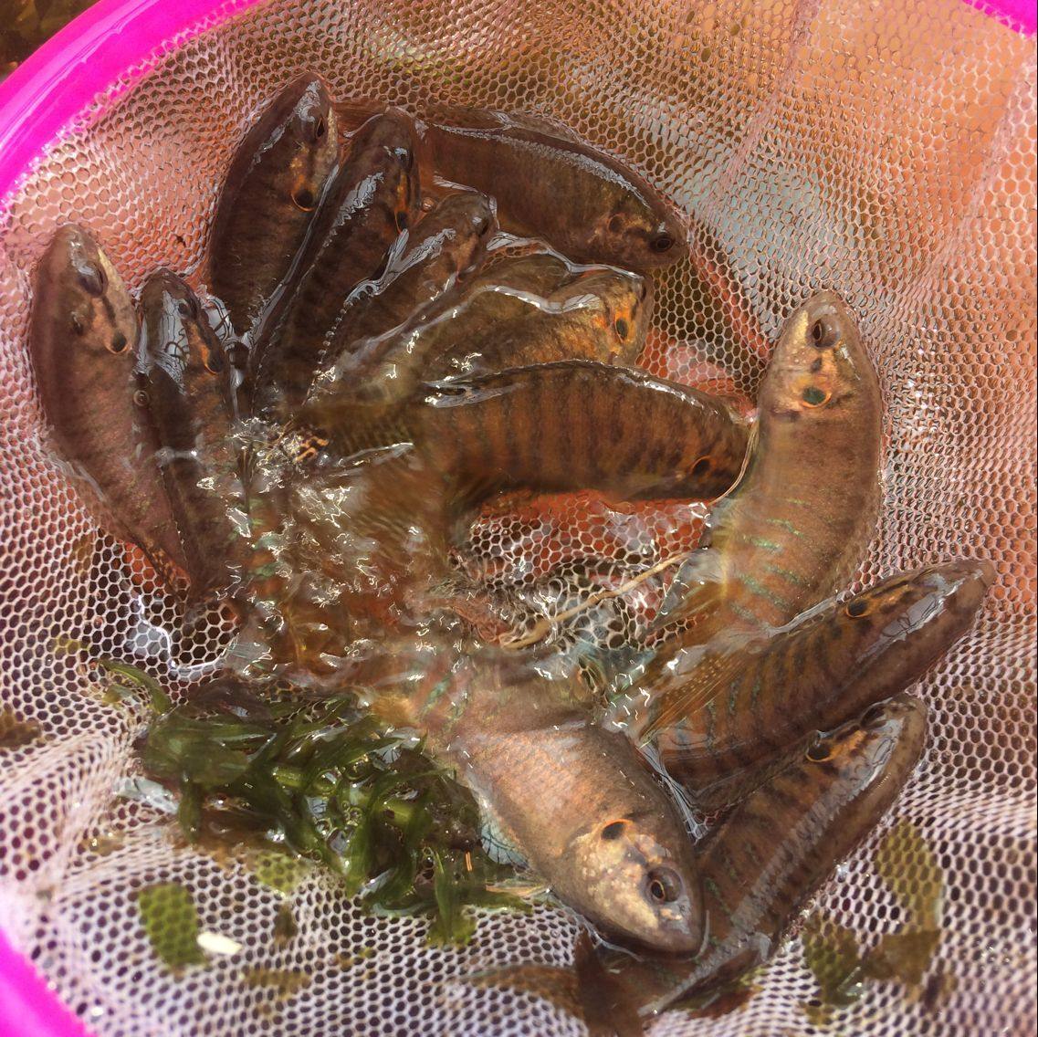 斗鱼中国活体普叉广东东普国斗叉尾彭皮婆沙蟒鱼