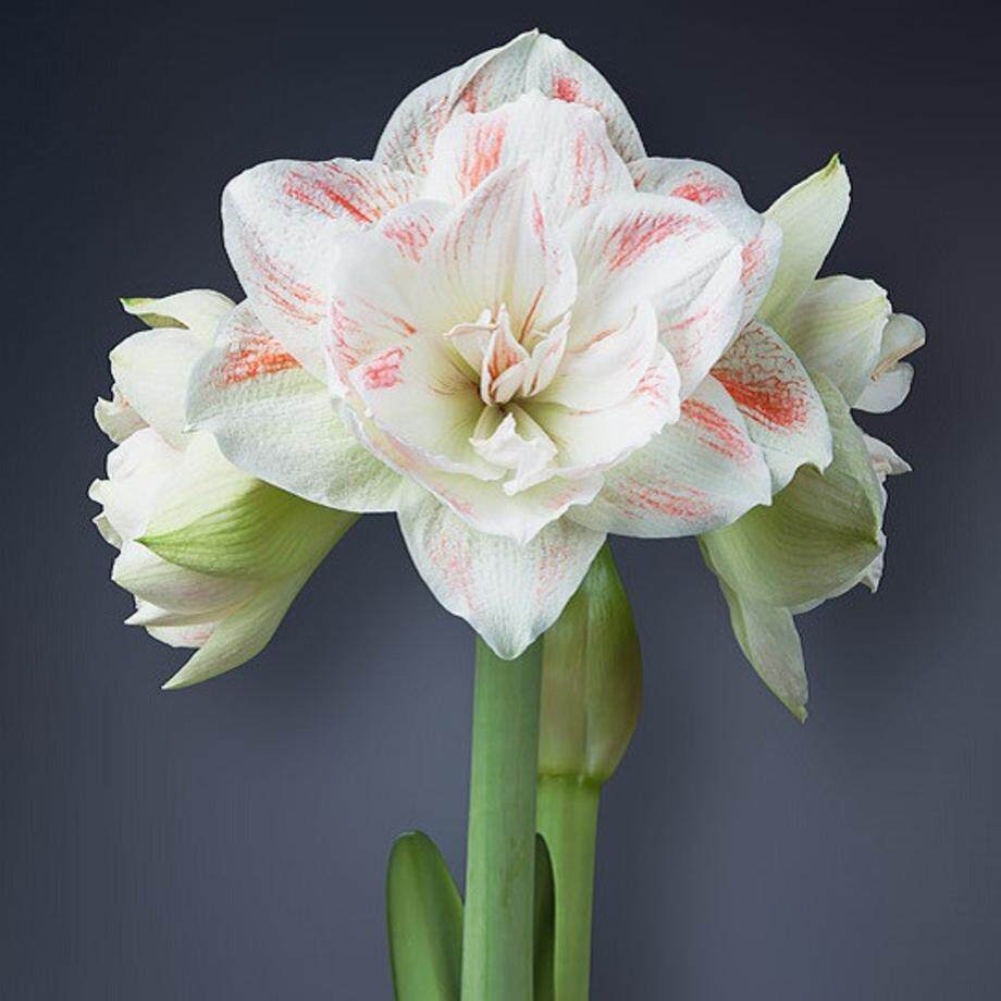 现货荷兰进口朱顶红种仙女女神nymph特大花重瓣种球