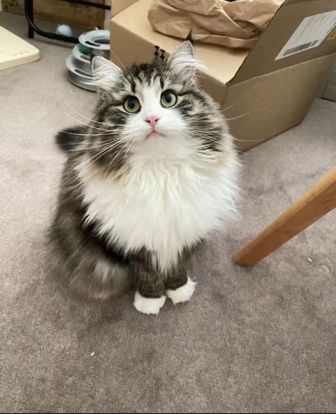 中华养殖狮子临清三花黑白田园白黑白花狸全狸猫咪