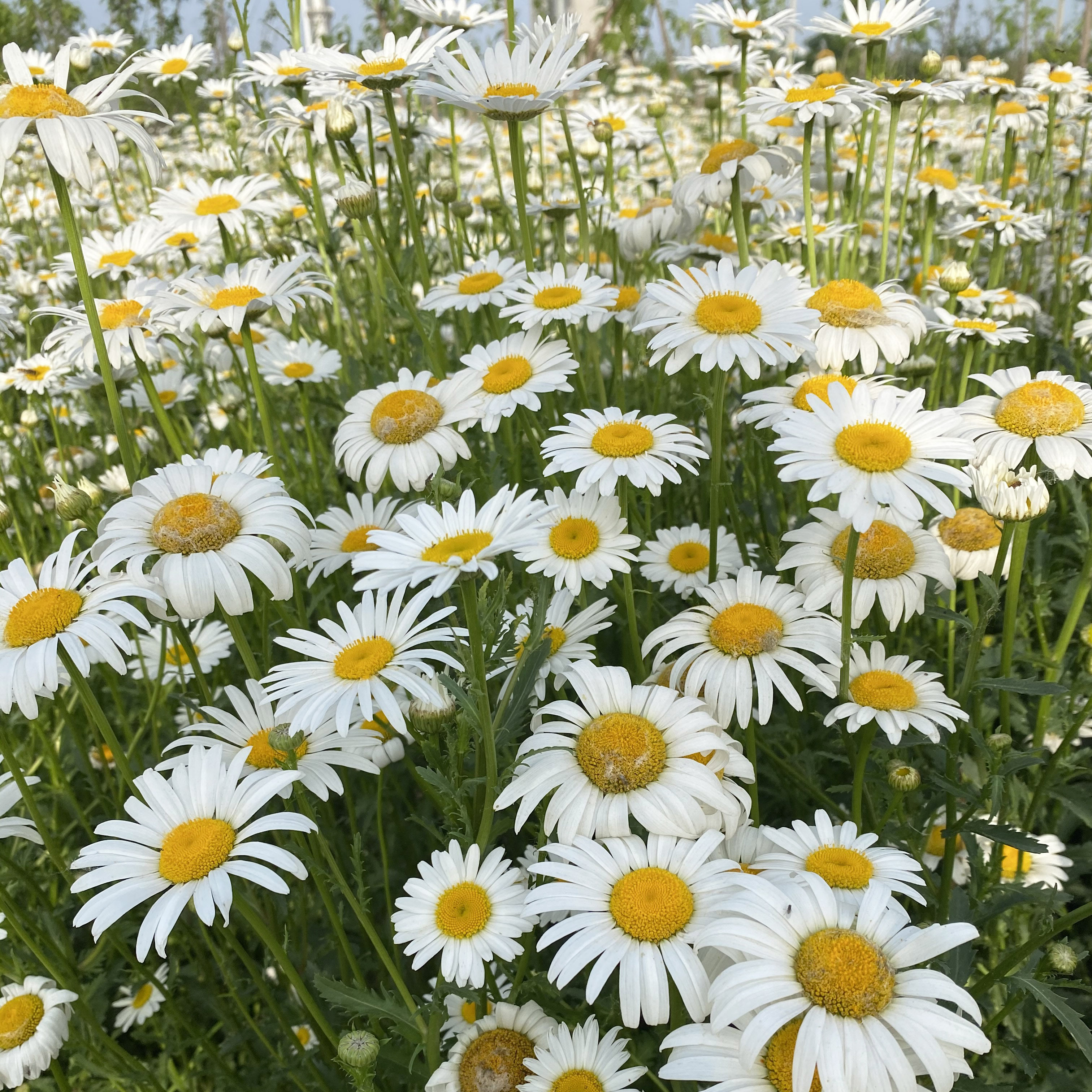种子大滨多年生宿根花卉花草景观绿化耐寒庭院家庭园艺种子