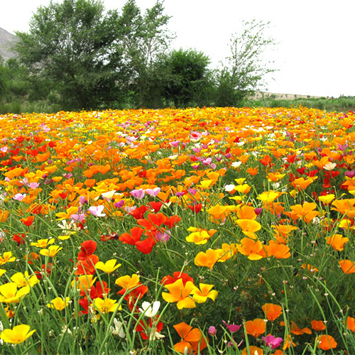 花菱草种子耐寒秋播园林景观绿化早春季开花种子花籽鲜花公斤包邮