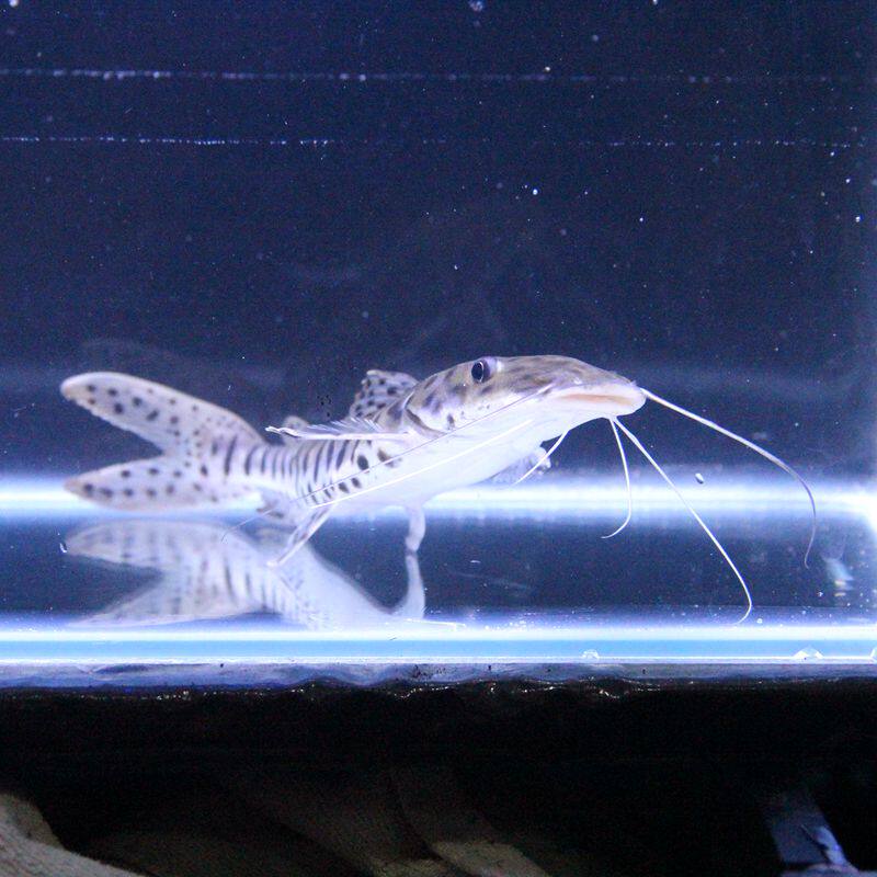 鸭嘴鲨鱼斑马马虎斑虎大型热带鱼淡水鱼凶猛观赏鱼