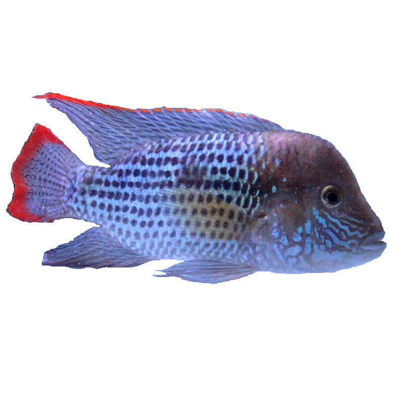 红尾面黄冠鱼发财鱼罗汉鱼淡水鱼中大型混养凶猛热带鱼