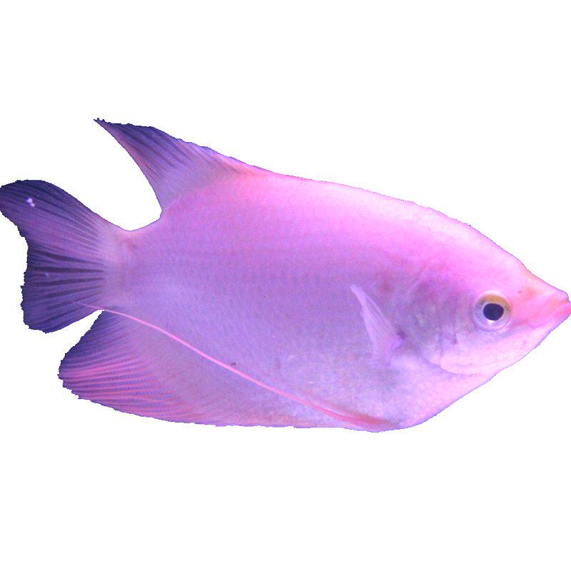 招财战船鱼红尾古代红黑眼中大型淡水热带观赏鱼凶猛鱼混养活体鱼