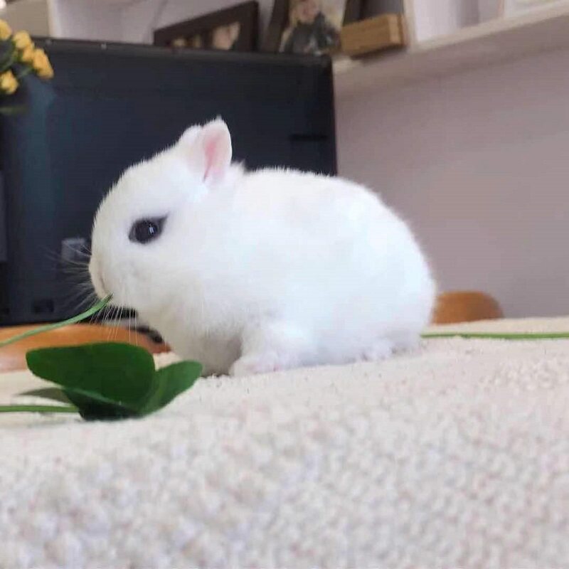 宠物侏儒活体小型迷你茶杯纯白凤眼猫猫垂耳兔兔