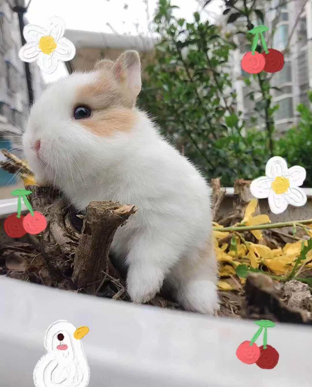 宠物侏儒活体小型茶杯纯白凤眼西施垂耳兔猫猫兔