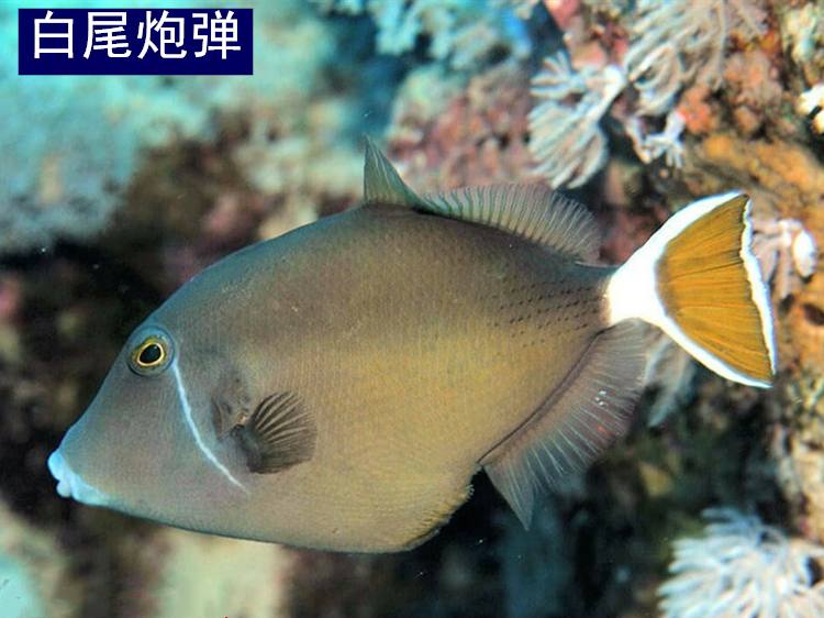炮弹海水观赏鱼水族宠物海鱼白尾红火红鱼龙玻璃鱼