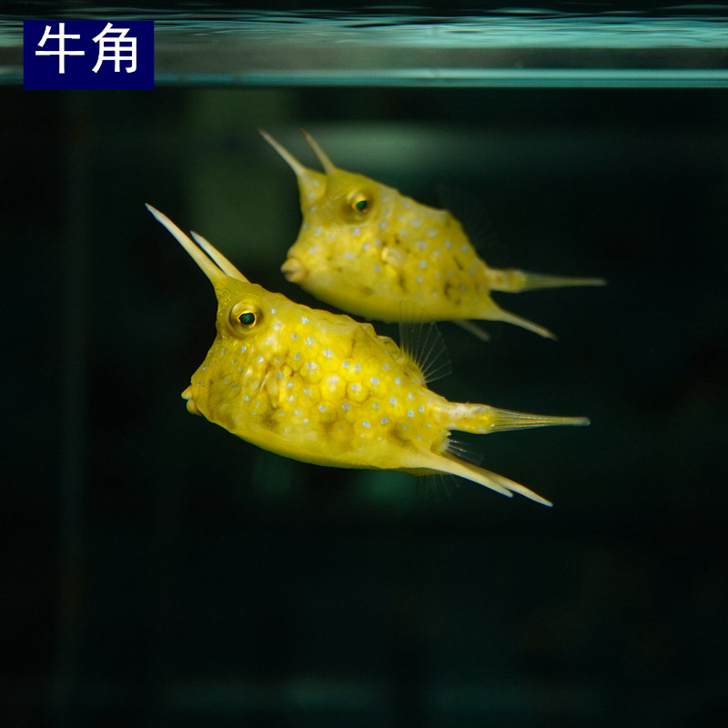 海水观赏鱼海鱼海洋生物活体花木瓜木瓜木瓜鱼牛角鱼