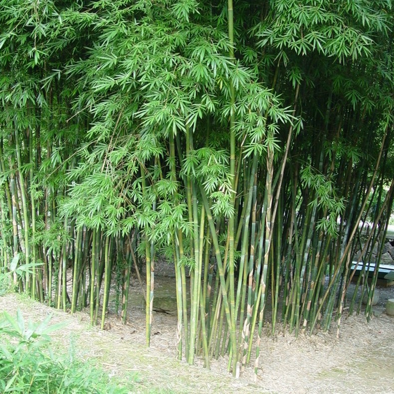 青竹苗竹子苗金镶玉庭院四季常青地栽青竹室内外紫竹黄金竹根栅栏_双