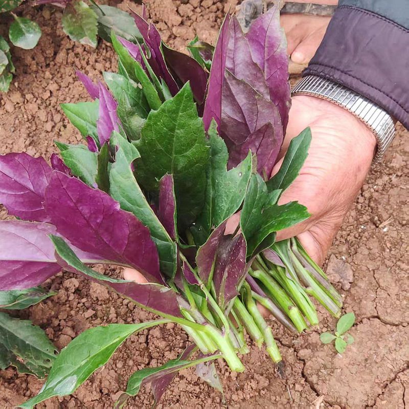 3斤四川蔬菜新鲜紫背菜血皮菜农家菜野菜耳根其它