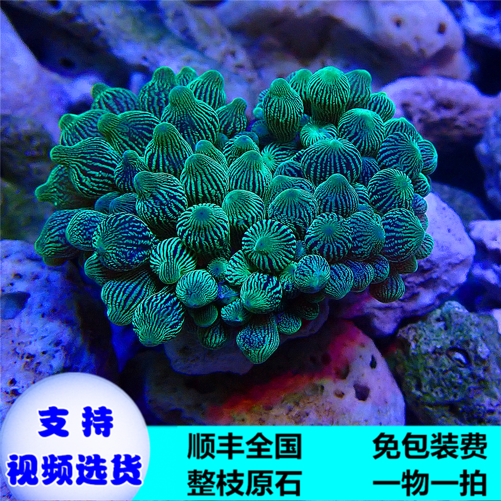 奶嘴海葵海水活体珊瑚荧光绿地地毯紫点公主鱼