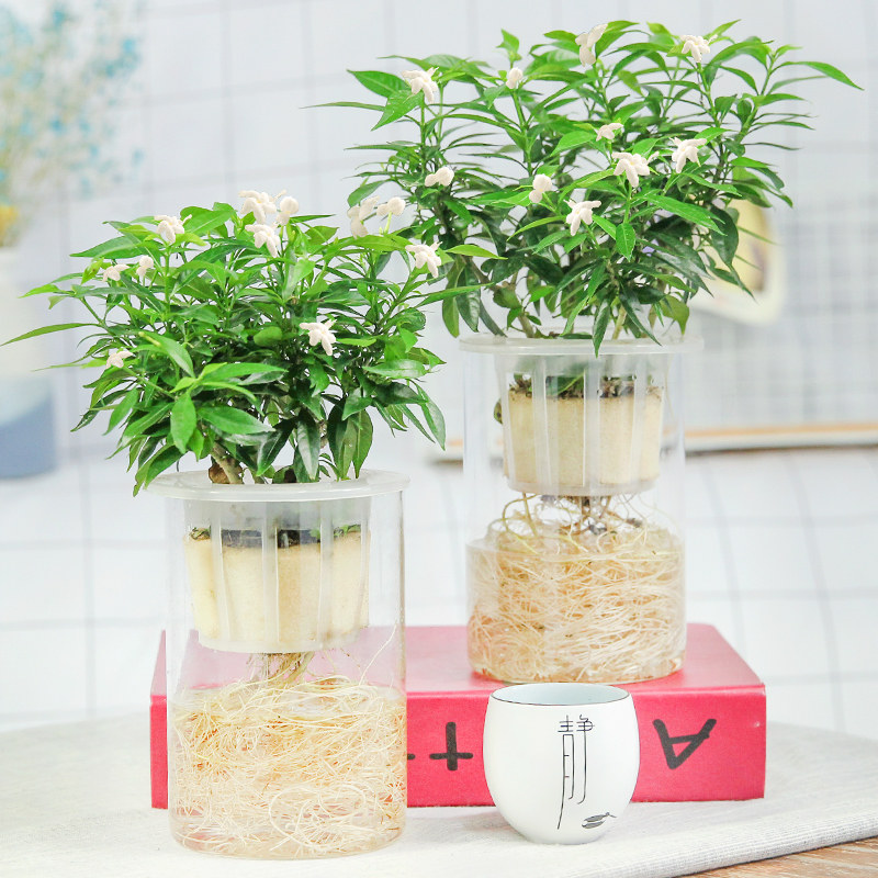 风车茉莉盆栽花苞绿植室内客厅阳台庭院水培花卉