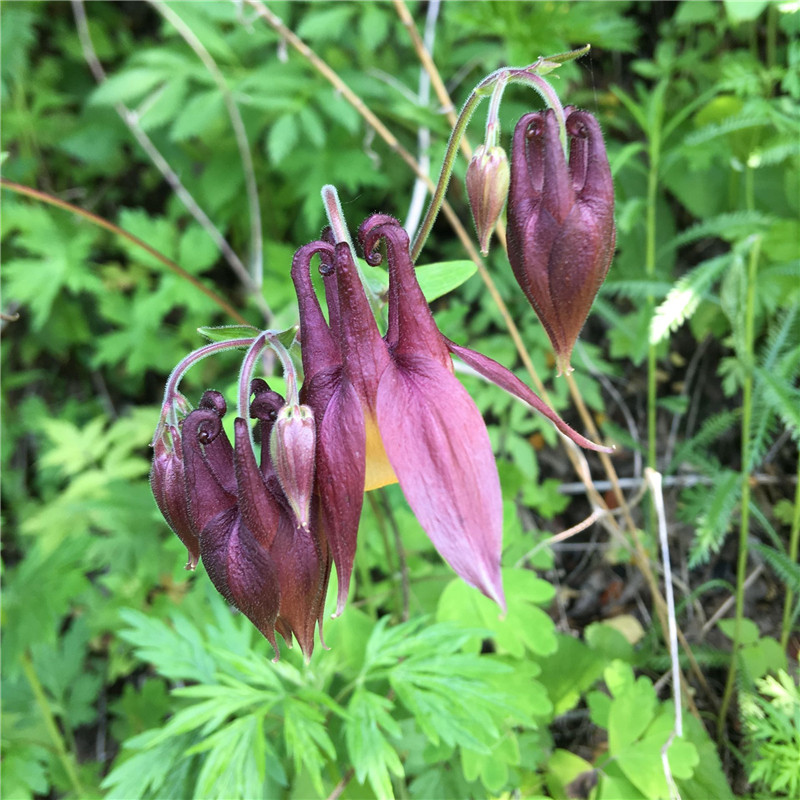 种子耧斗菜种东北中草药植物庭院盆栽地栽花卉家庭园艺种子