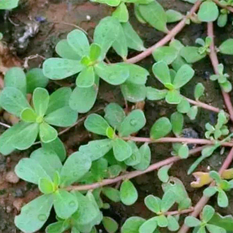 马齿苋种子山野菜蚂蚁菜籽中草药植物五行行草南北方家庭园艺种子