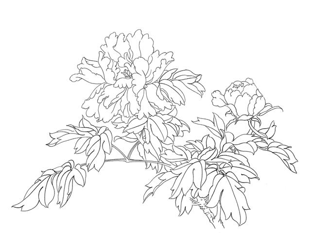 工笔画底稿临于非暗牡丹白描打印稿宣纸有步骤文字国画