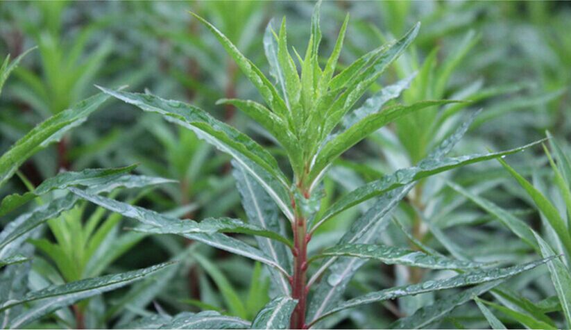 赶黄四川泸州古蔺杆子草叶草花500g克包养生茶