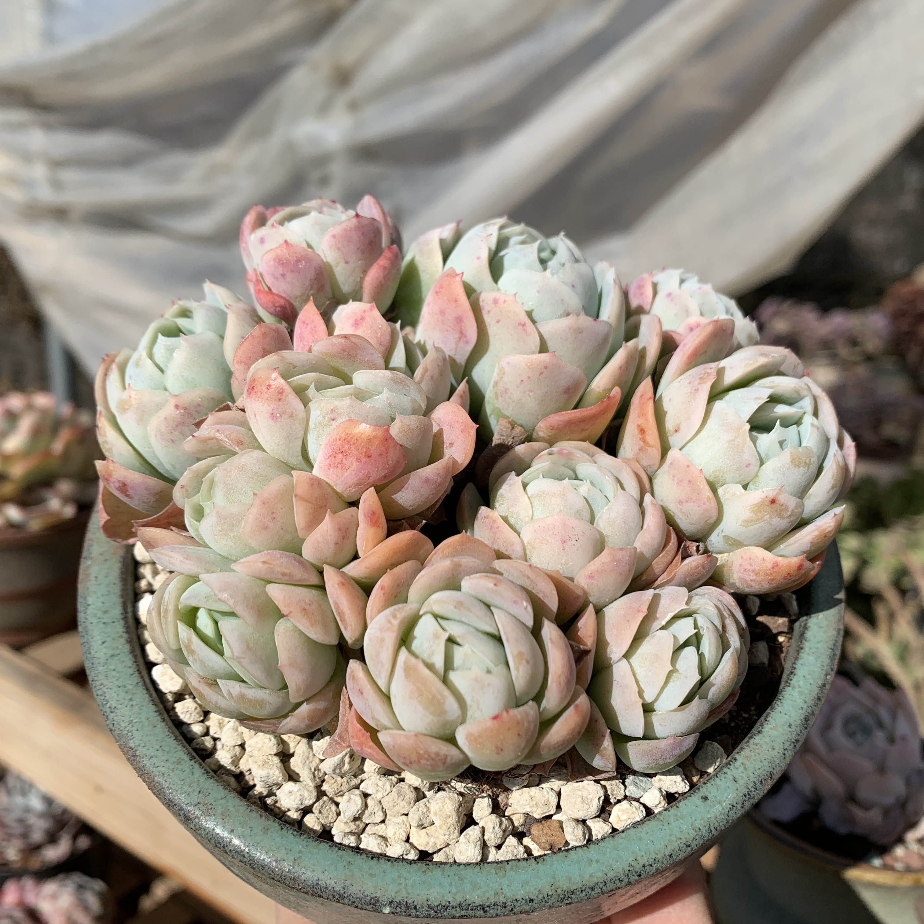 云南清棚多肉植物双子贝瑞多头整装带血奶油多肉植物