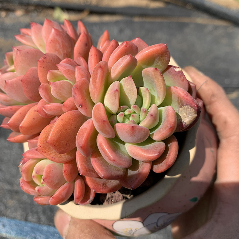 芬达云南精品多肉植物小萌萌创意花卉绿植适合多肉植物