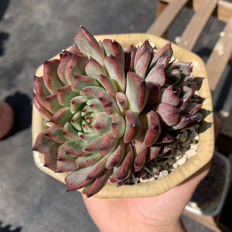 红爪冬云系好易爆群生多肉植物庭院阳台小盆多肉植物