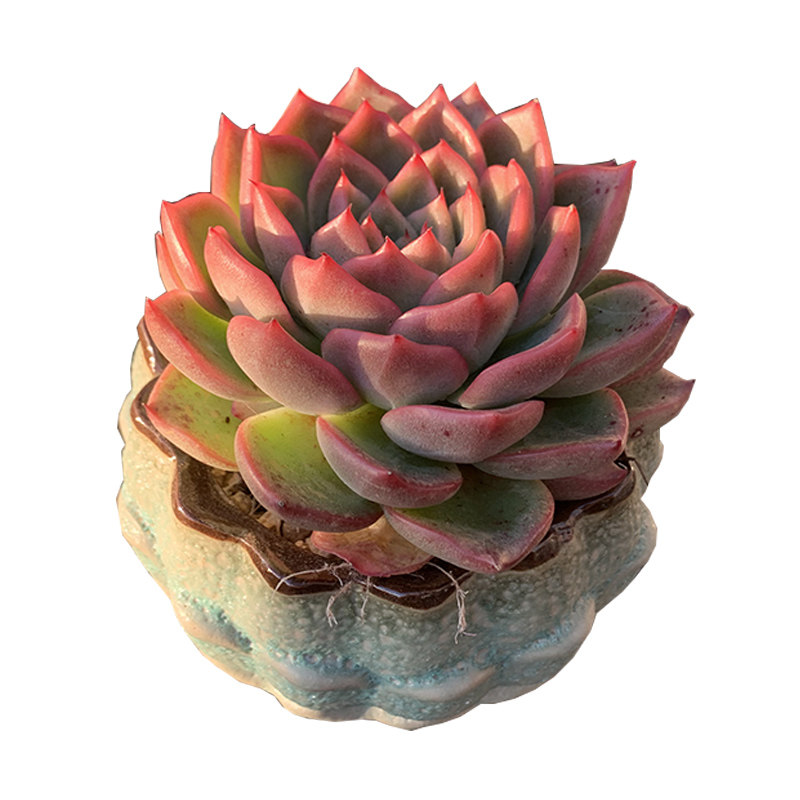 弗洛瑞安娜多肉植物罕见稀有品种小贵室内好养多肉植物