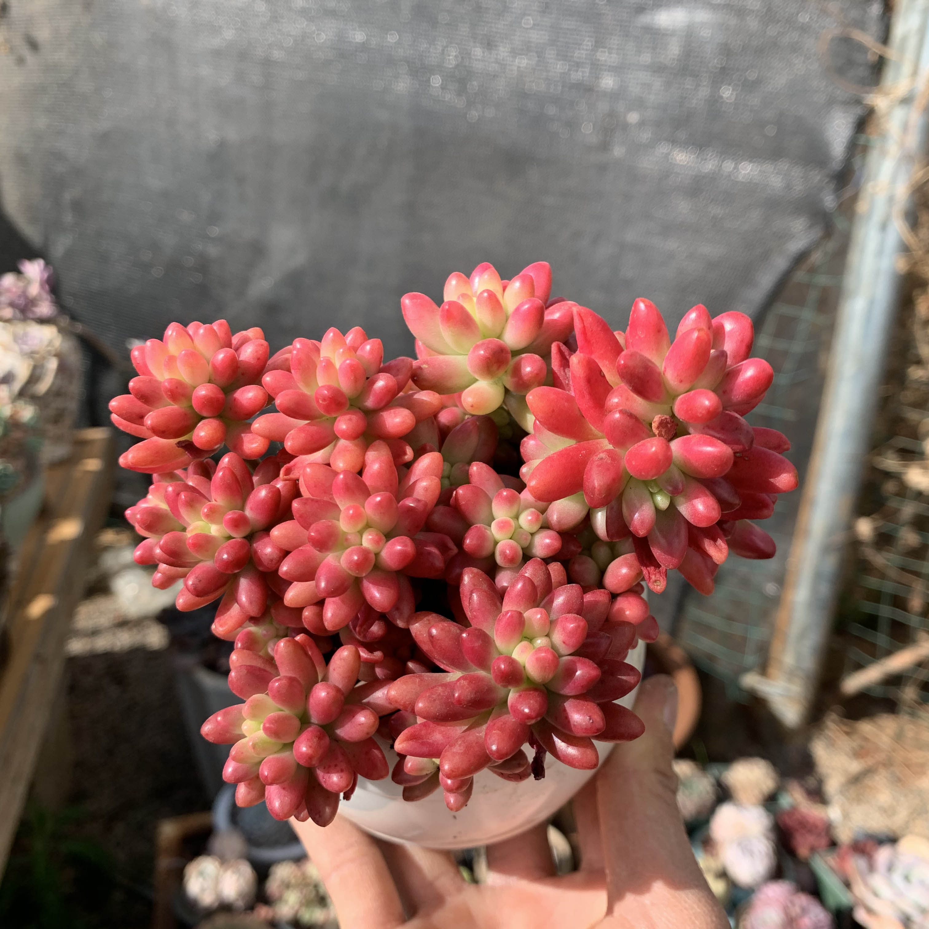 梁梁园艺多肉植物虹之玉萌多头散群多肉植物