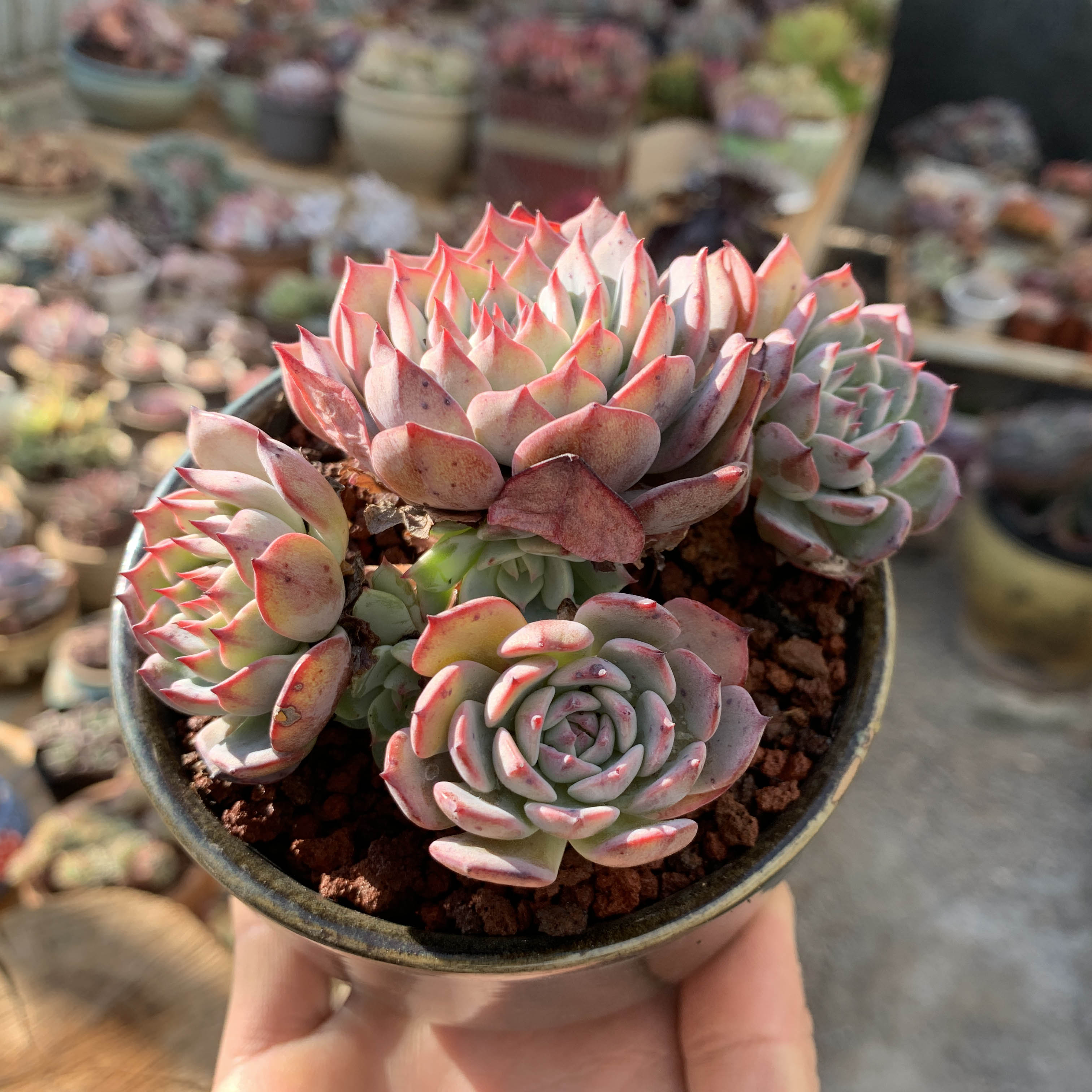 大清清仓冬季好养多肉植物劳伦斯多头头大群生多肉植物