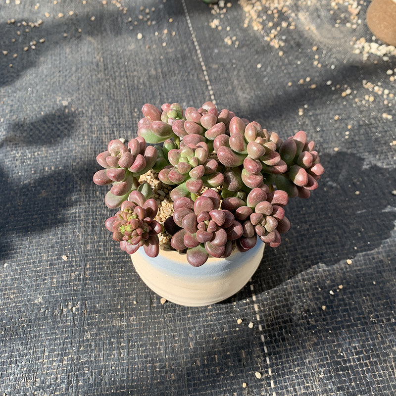 耳坠圆叶好盆带栽散群肉肉小萌色系稀有红色多肉植物
