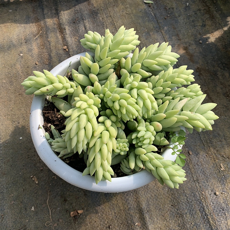 象牙玉缀多肉植物垂钓好养绿植悬崖大群群生多肉植物