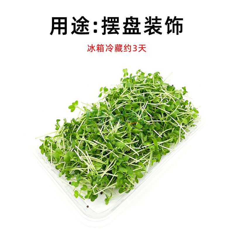 新鲜芥末微型苗芽西餐酒店沙拉可食用菜苗摆盘其它