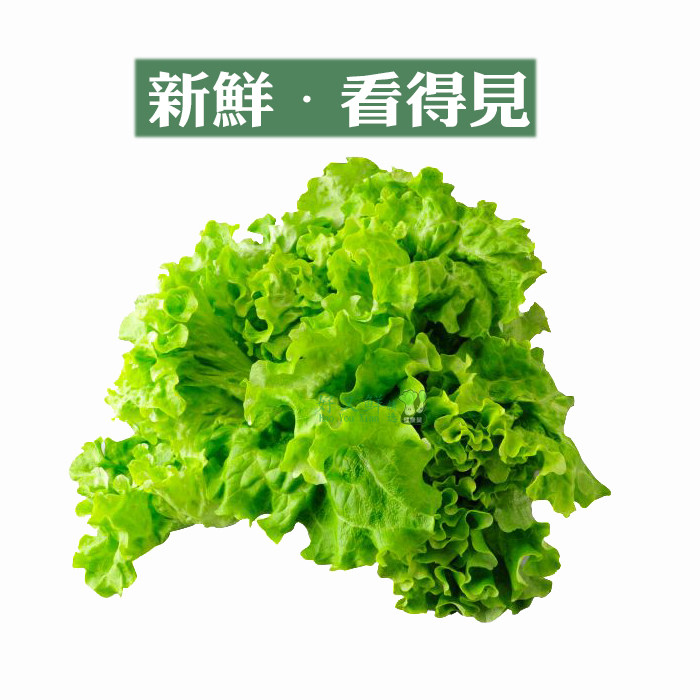 新鲜蔬菜 绿毛生菜 绿珊瑚 散叶 健身餐轻食沙拉菜 西餐食材500g