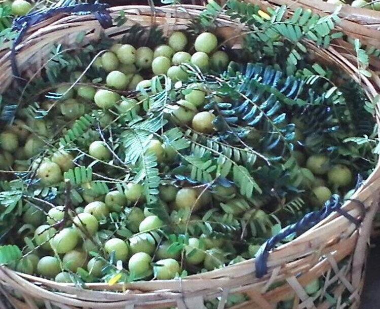 油甘果大全 现摘新鲜余甘子果油甘子果滇橄榄油柑子果 多品种可选